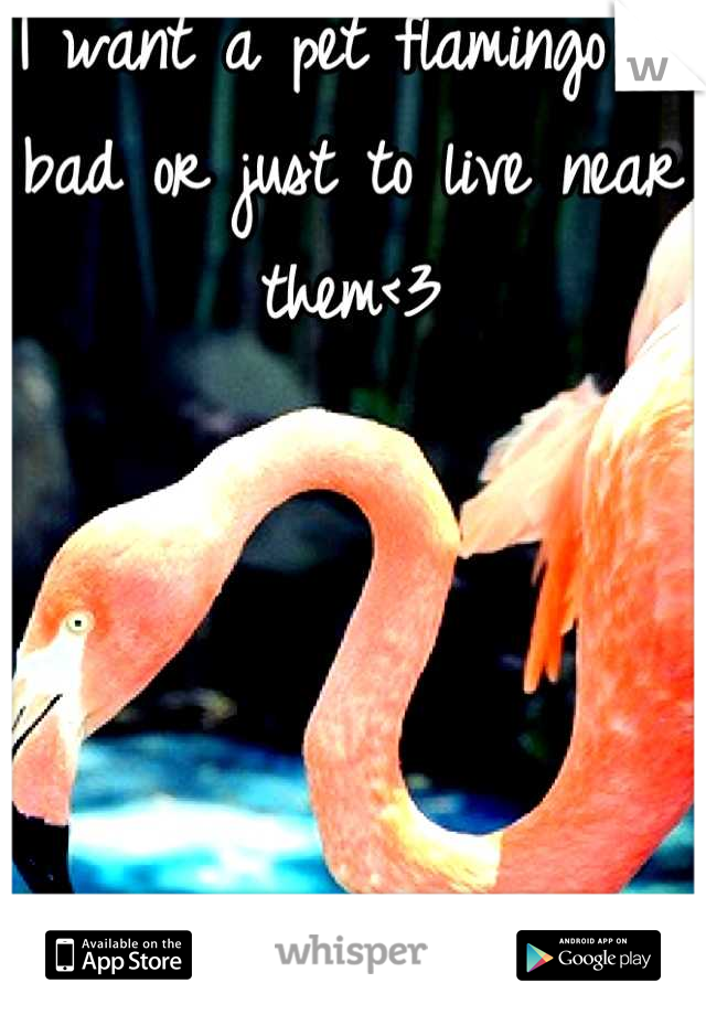 I want a pet flamingo so bad or just to live near them<3