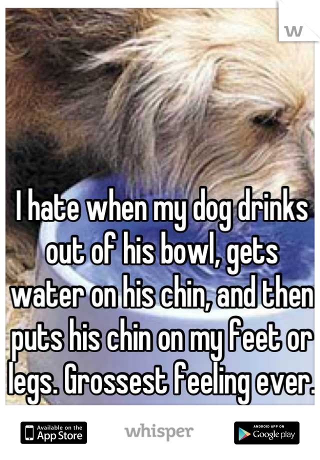 I hate when my dog drinks out of his bowl, gets water on his chin, and then puts his chin on my feet or legs. Grossest feeling ever.