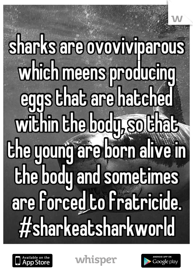 sharks are ovoviviparous which meens producing eggs that are hatched within the body, so that the young are born alive in the body and sometimes are forced to fratricide. #sharkeatsharkworld