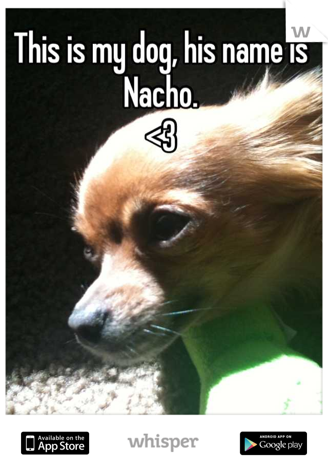 This is my dog, his name is Nacho.
<3