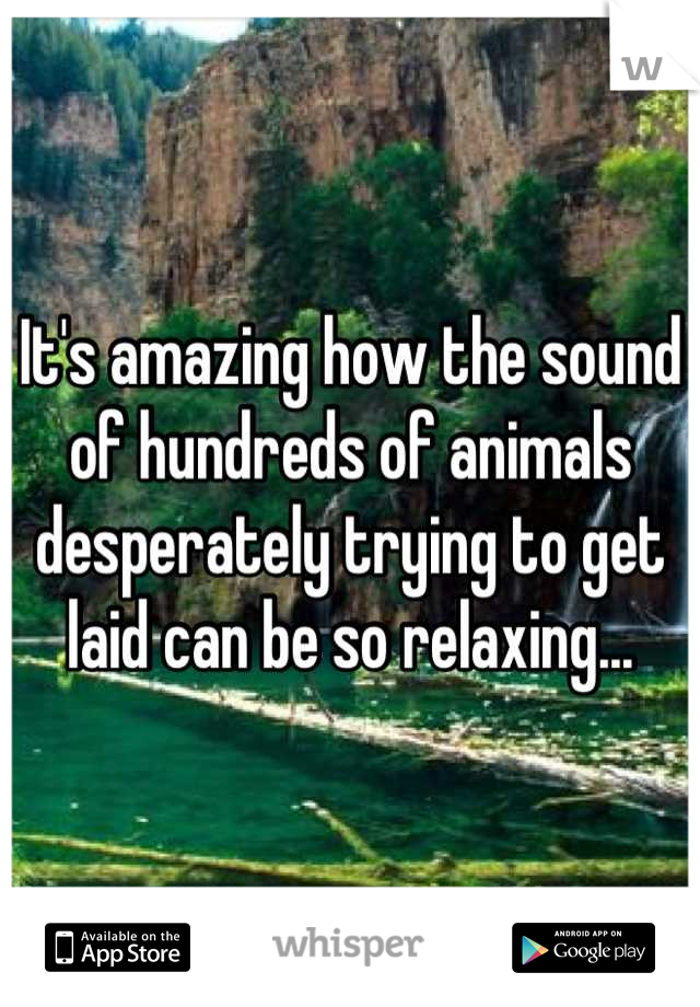 It's amazing how the sound of hundreds of animals desperately trying to get laid can be so relaxing...