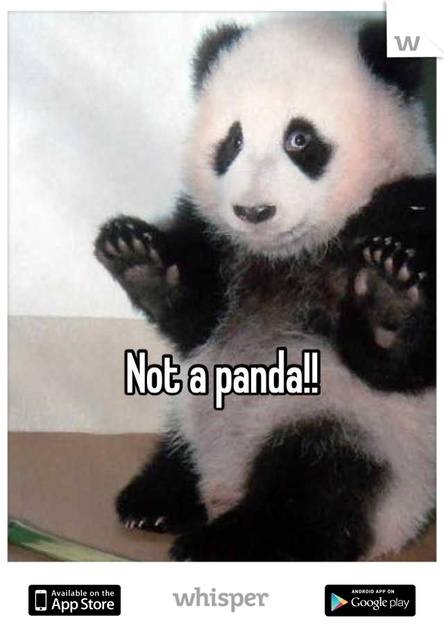 Not a panda!! 