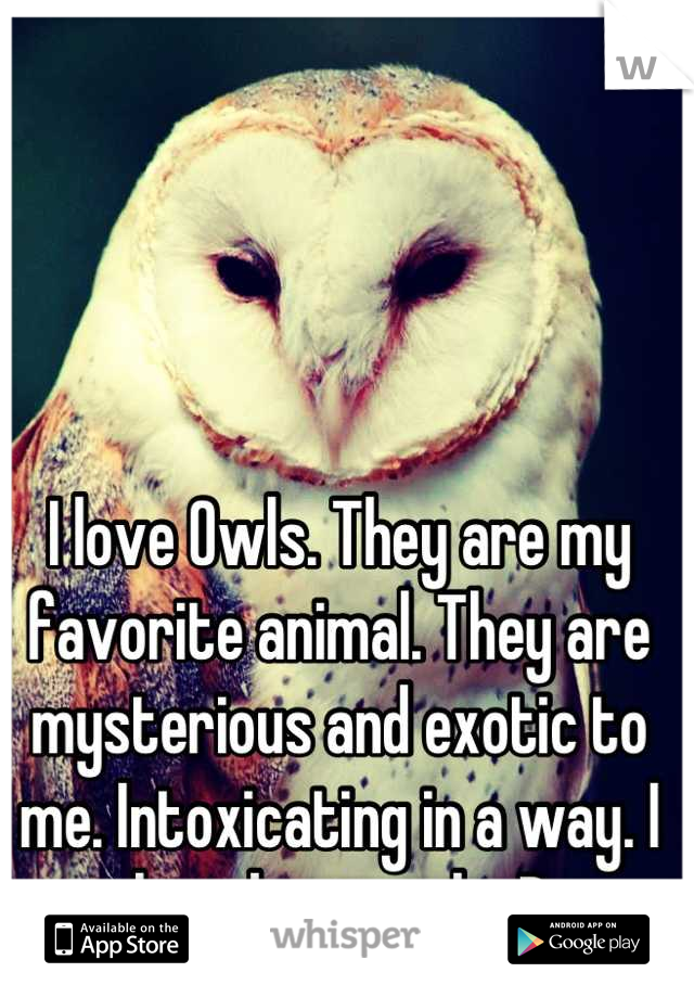 I love Owls. They are my favorite animal. They are mysterious and exotic to me. Intoxicating in a way. I love barn owls ;D