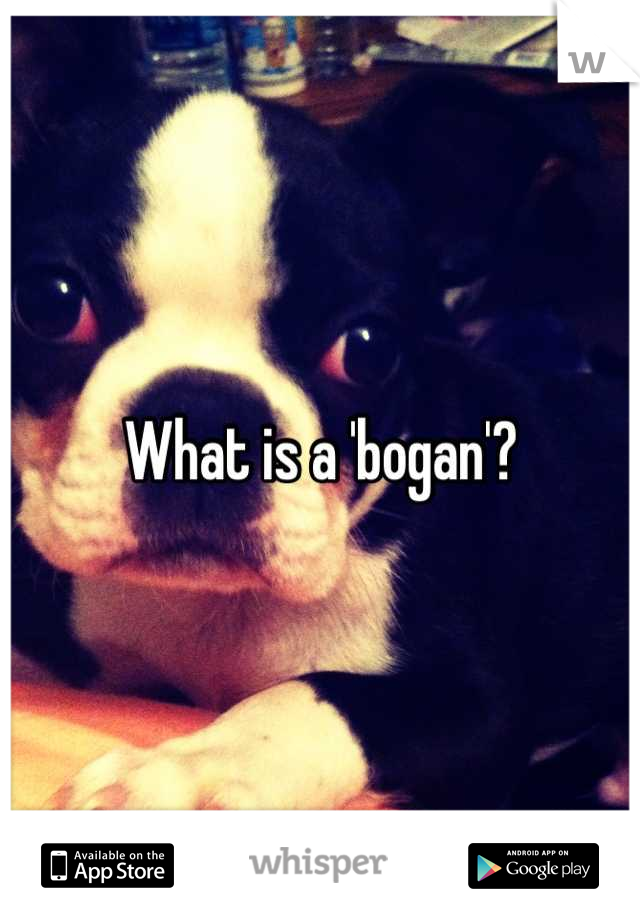 What is a 'bogan'?