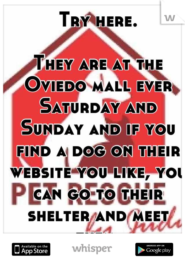 Try here.

They are at the Oviedo mall ever Saturday and Sunday and if you find a dog on their website you like, you can go to their shelter and meet them.