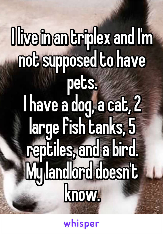 I live in an triplex and I'm not supposed to have pets.
I have a dog, a cat, 2 large fish tanks, 5 reptiles, and a bird.
My landlord doesn't know.