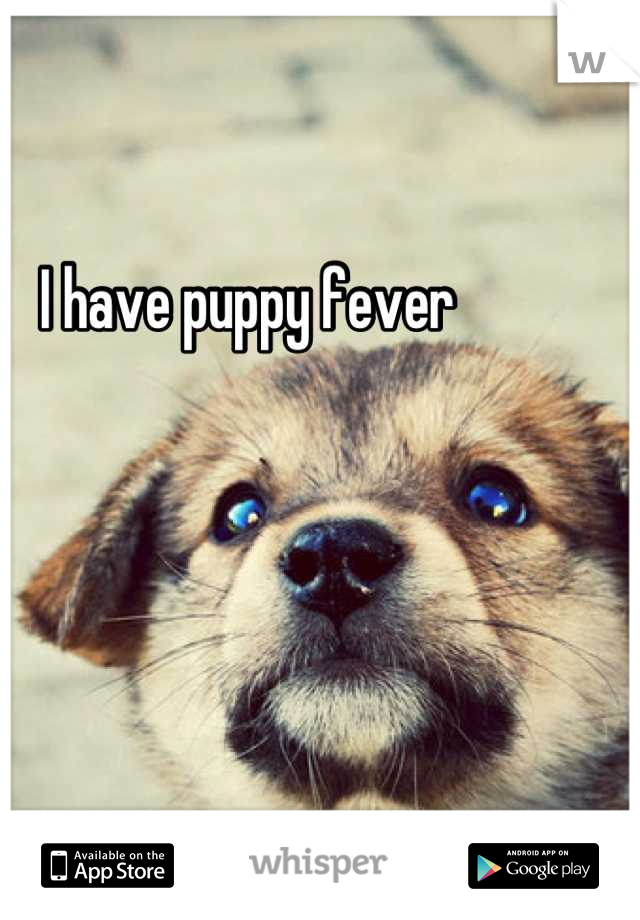 I have puppy fever