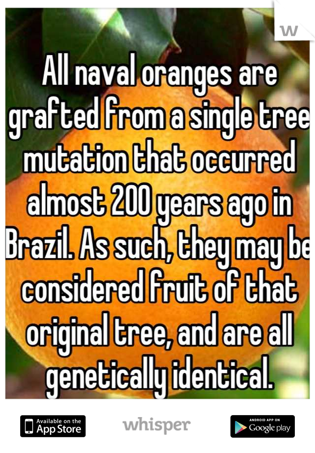 All naval oranges are grafted from a single tree mutation that occurred almost 200 years ago in Brazil. As such, they may be considered fruit of that original tree, and are all genetically identical.