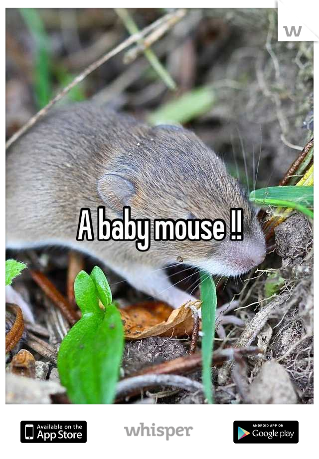A baby mouse !!