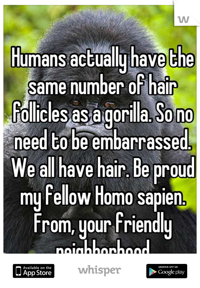 Humans actually have the same number of hair follicles as a gorilla. So no need to be embarrassed. We all have hair. Be proud my fellow Homo sapien. From, your friendly neighborhood Primatologist.