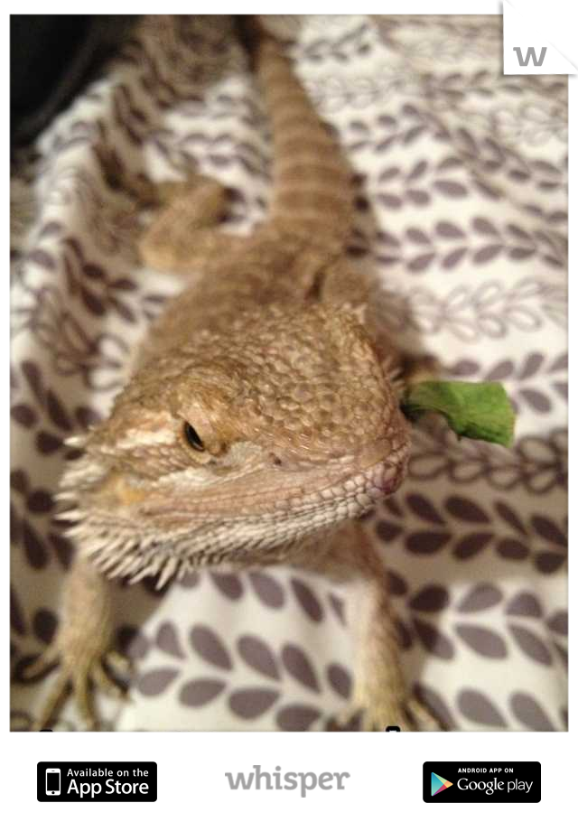 Just eating some lettuce