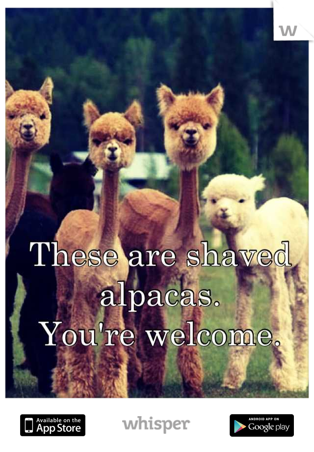 These are shaved alpacas.
You're welcome.