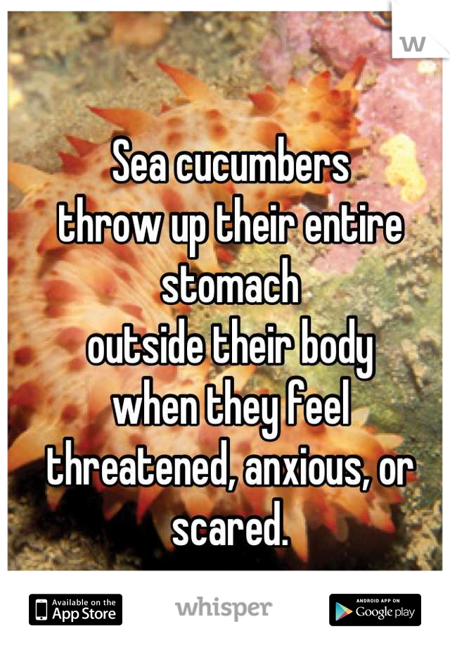 Sea cucumbers
throw up their entire stomach 
outside their body
when they feel
threatened, anxious, or scared.