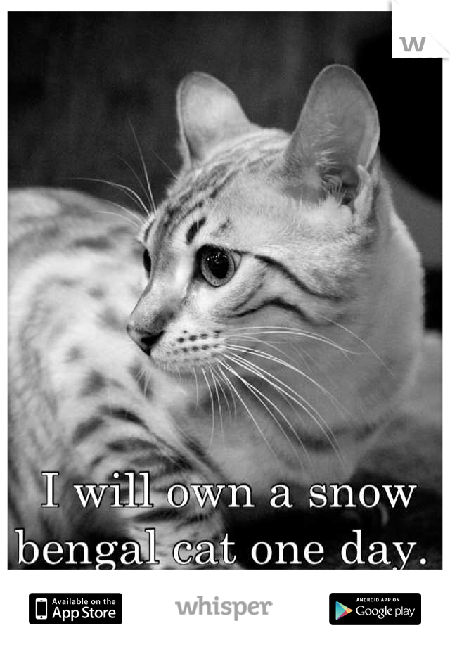 I will own a snow bengal cat one day. 