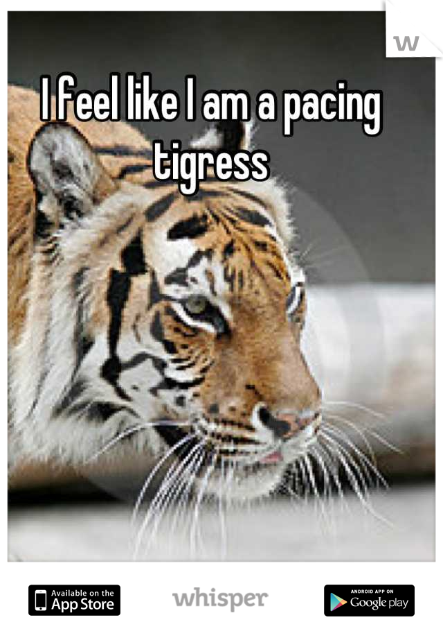 I feel like I am a pacing tigress