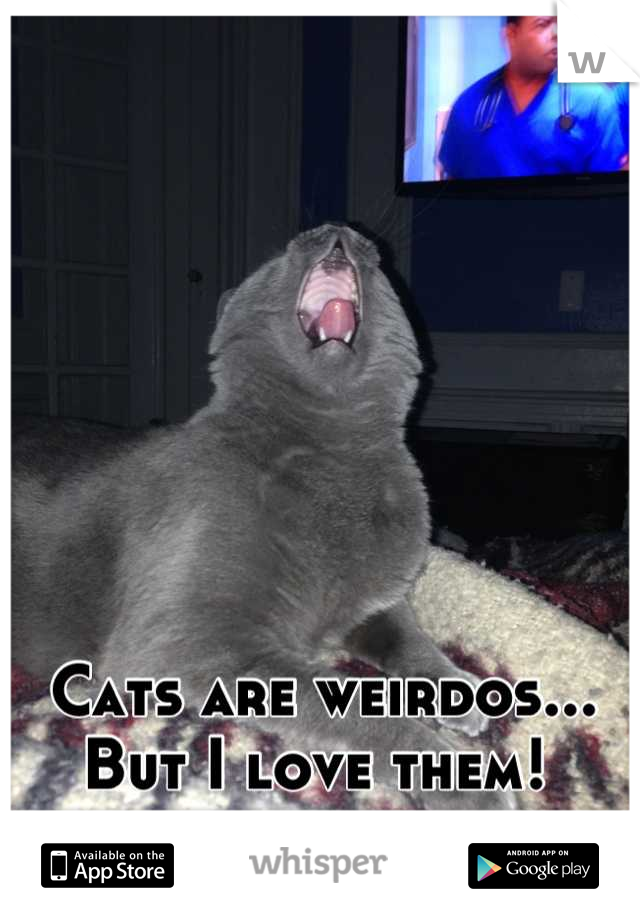 Cats are weirdos... But I love them! 