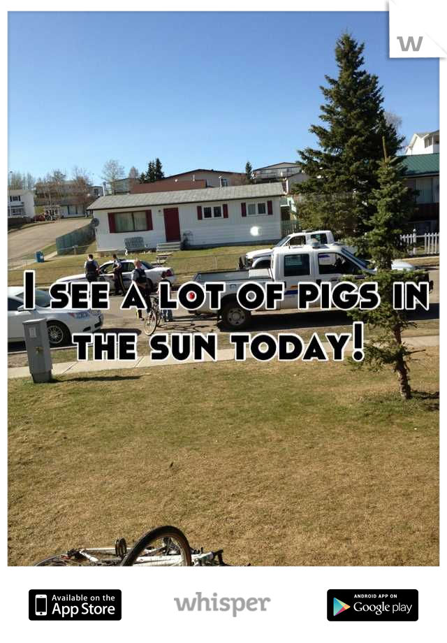 I see a lot of pigs in the sun today! 