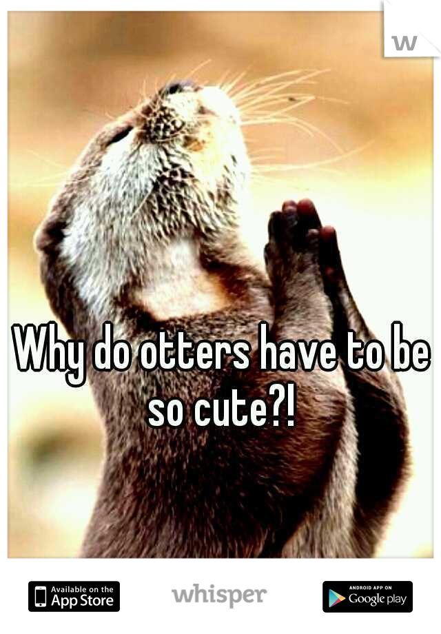 Why do otters have to be so cute?! 