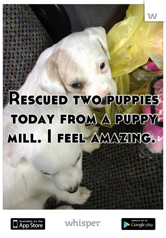 Rescued two puppies today from a puppy mill. I feel amazing. 