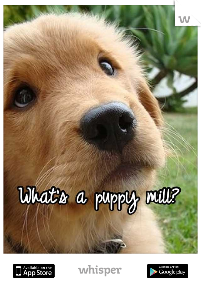 What's a puppy mill?
