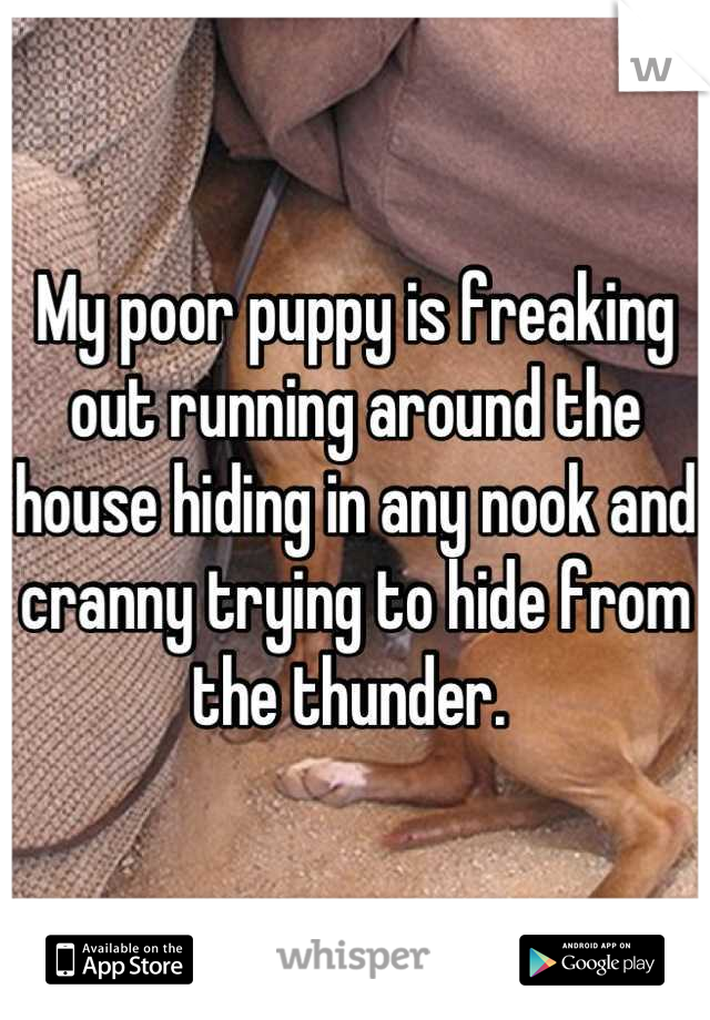 My poor puppy is freaking out running around the house hiding in any nook and cranny trying to hide from the thunder. 