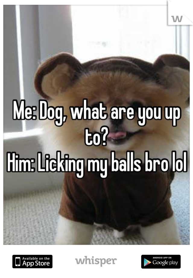 Me: Dog, what are you up to?
Him: Licking my balls bro lol