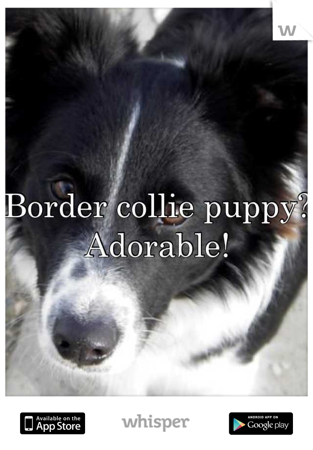 Border collie puppy? Adorable!