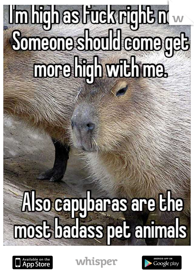 I'm high as fuck right now. Someone should come get more high with me.




 Also capybaras are the most badass pet animals ever.