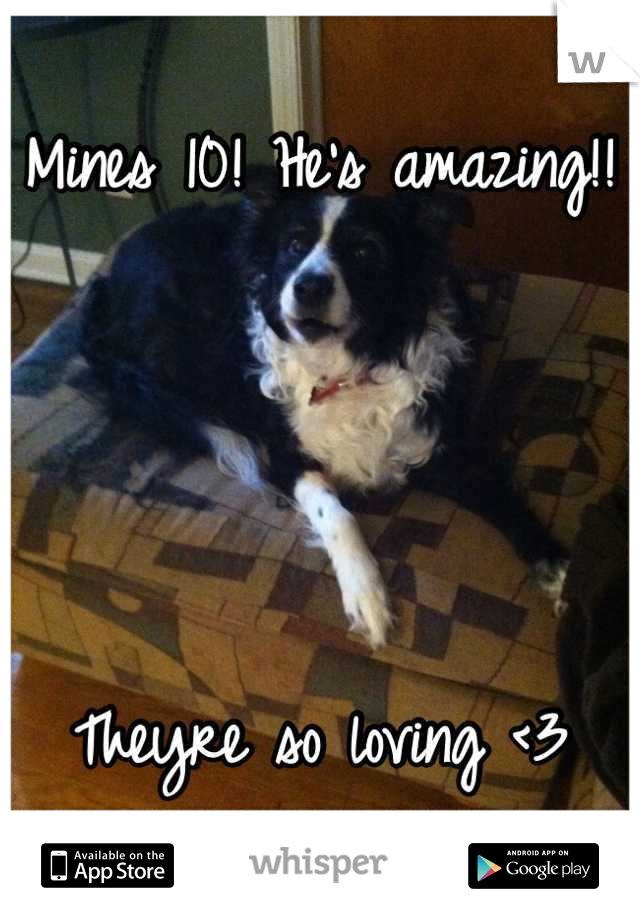 Mines 10! He's amazing!!




Theyre so loving <3