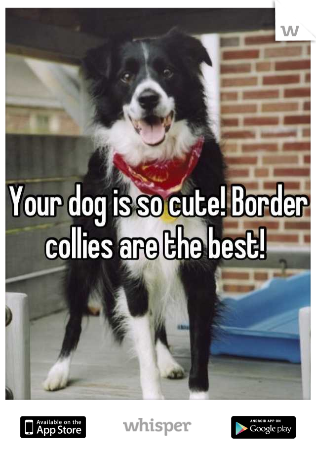 Your dog is so cute! Border collies are the best! 