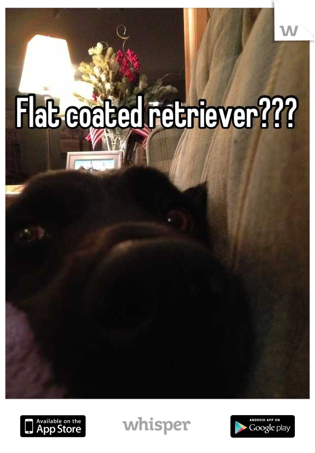 Flat coated retriever???