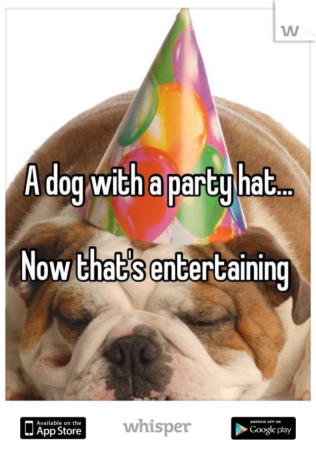 A dog with a party hat... 

Now that's entertaining 