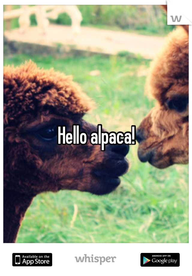Hello alpaca!