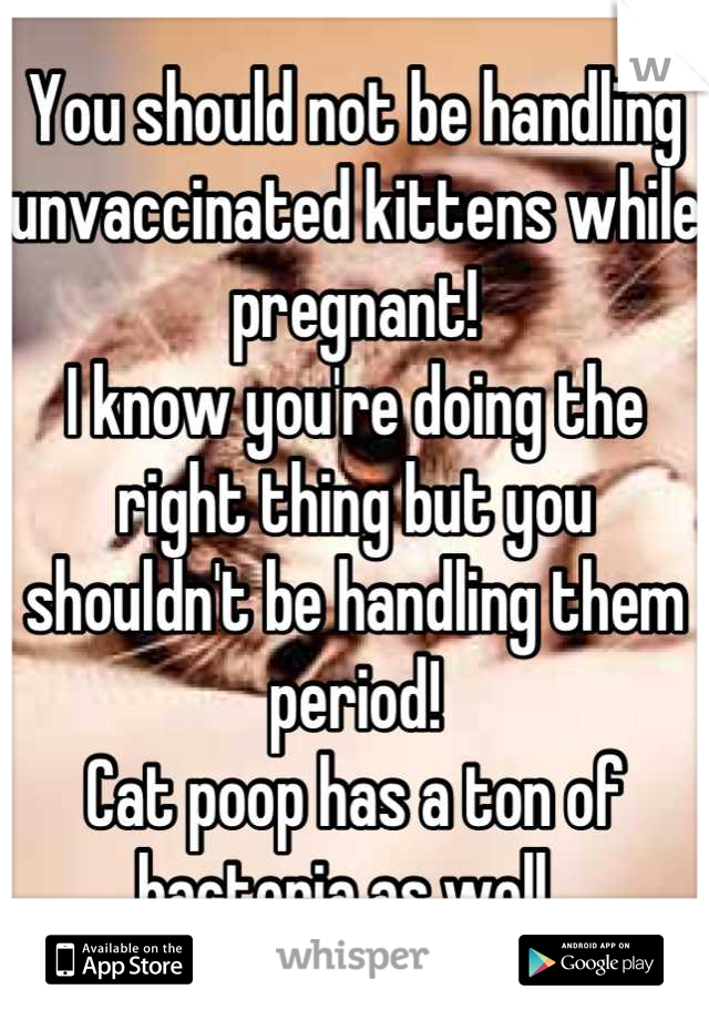 You should not be handling unvaccinated kittens while pregnant!
I know you're doing the right thing but you shouldn't be handling them period!
Cat poop has a ton of bacteria as well. 