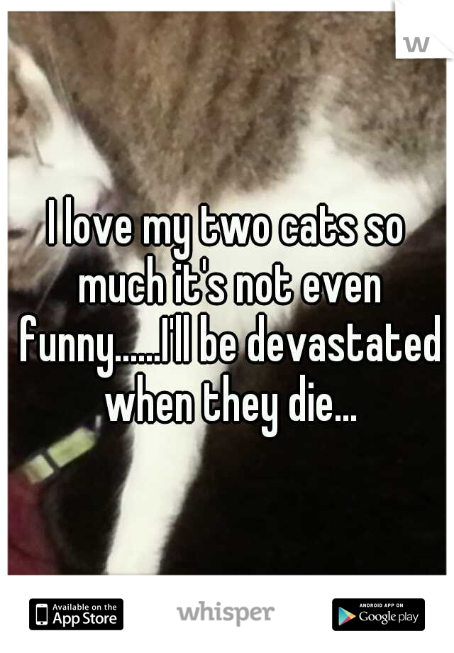 I love my two cats so much it's not even funny......I'll be devastated when they die...