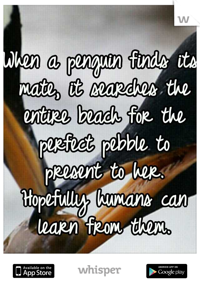 When a penguin finds its mate, it searches the entire beach for the perfect pebble to present to her. Hopefully humans can learn from them.