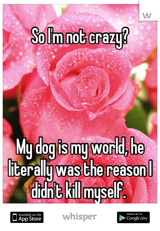 So I'm not crazy? 




My dog is my world, he literally was the reason I didn't kill myself. 