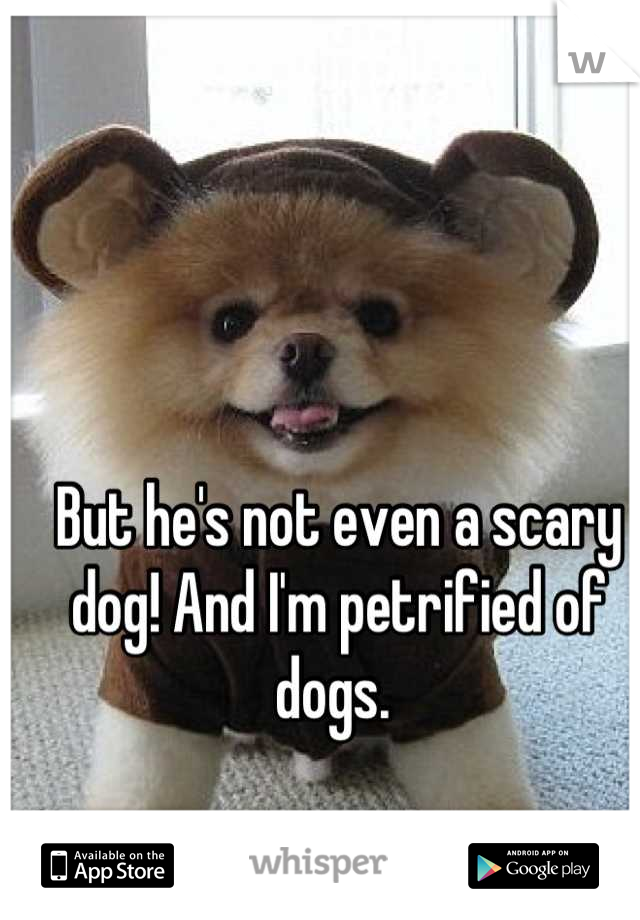 But he's not even a scary dog! And I'm petrified of dogs. 