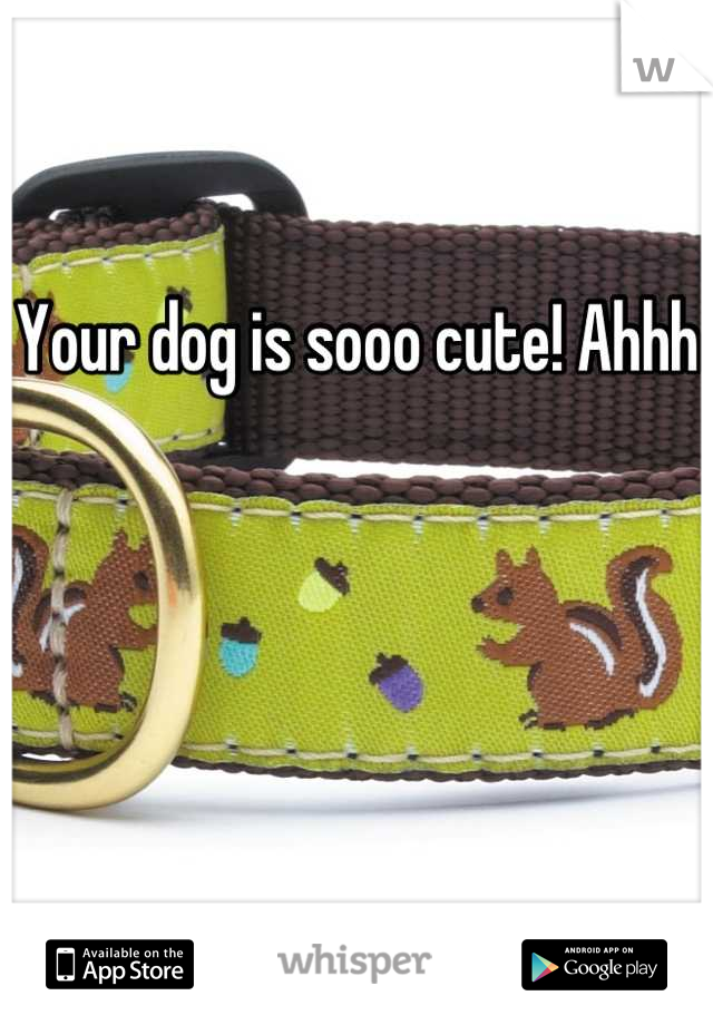 Your dog is sooo cute! Ahhh