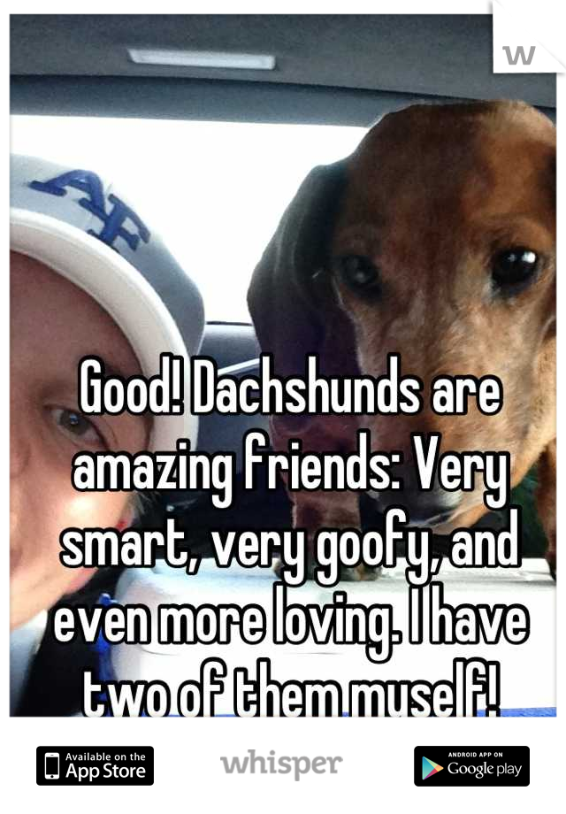 Good! Dachshunds are amazing friends: Very smart, very goofy, and even more loving. I have two of them myself!