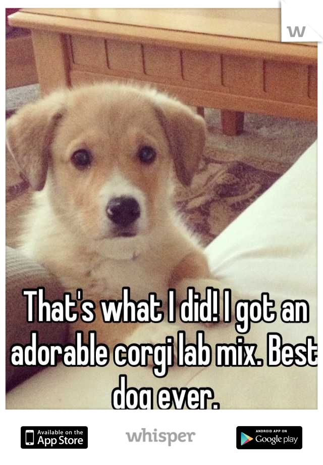 That's what I did! I got an adorable corgi lab mix. Best dog ever.