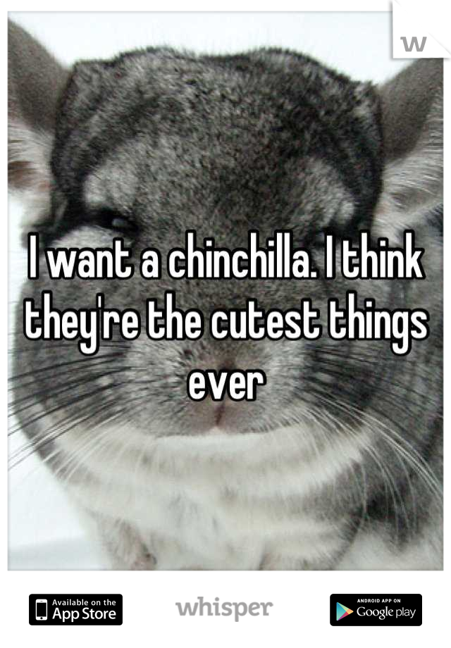I want a chinchilla. I think they're the cutest things ever
