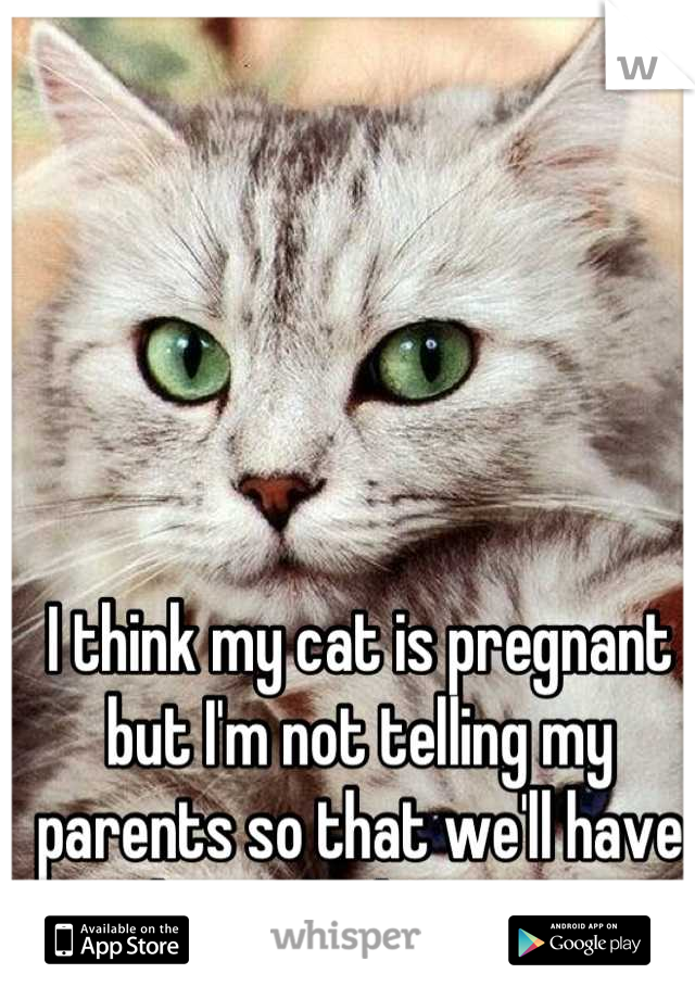 I think my cat is pregnant but I'm not telling my parents so that we'll have to keep the kittens. xp