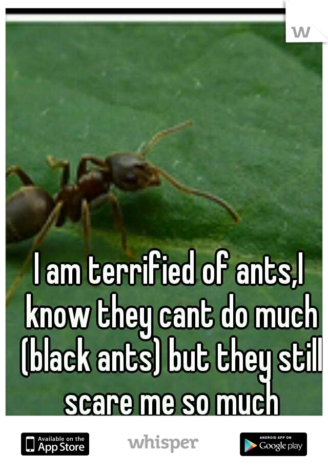 I am terrified of ants,I know they cant do much (black ants) but they still scare me so much