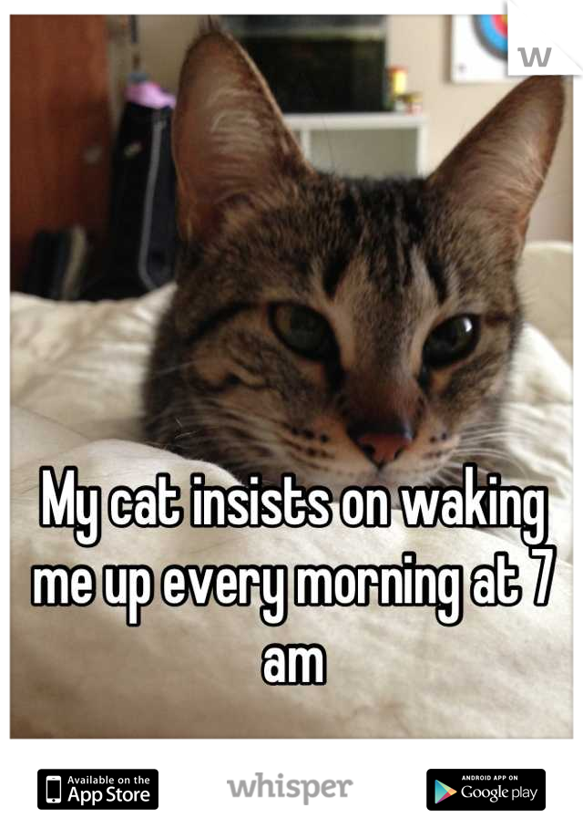 My cat insists on waking me up every morning at 7 am