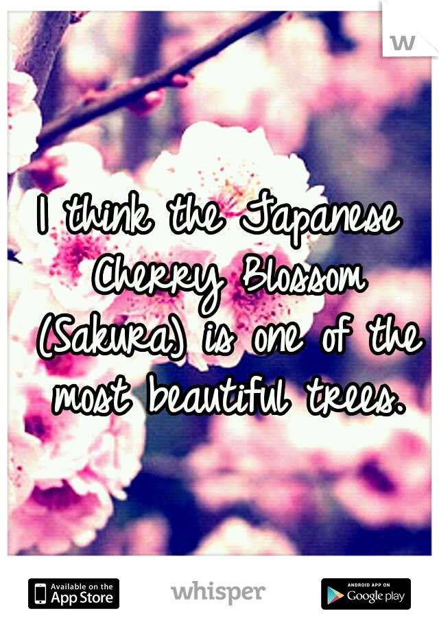 I think the Japanese Cherry Blossom (Sakura) is one of the most beautiful trees.