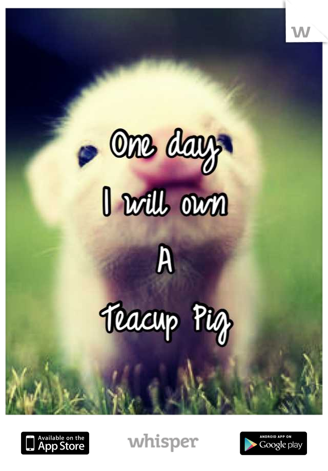 One day
I will own
A 
Teacup Pig