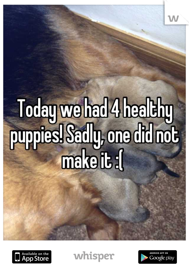 Today we had 4 healthy puppies! Sadly, one did not make it :( 