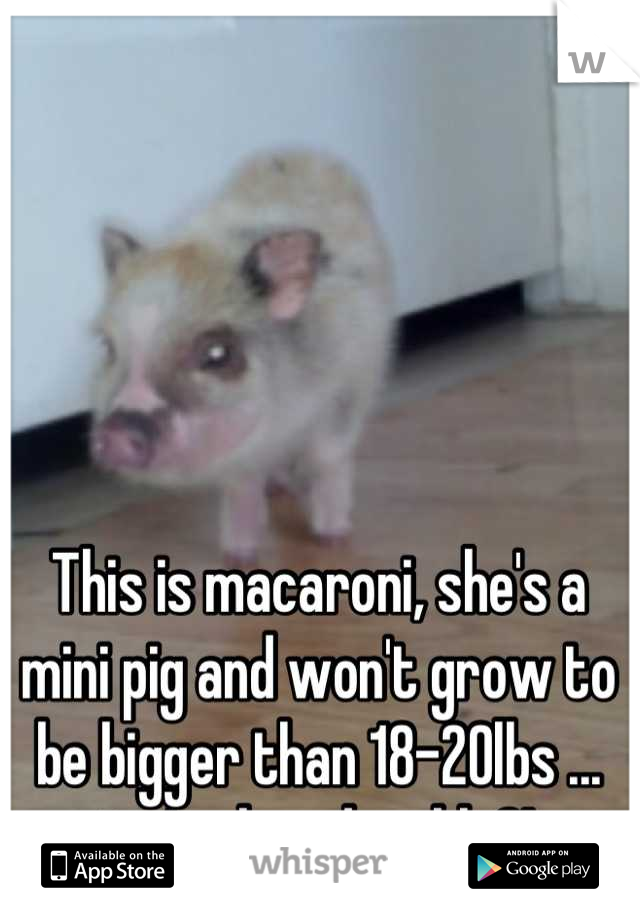 This is macaroni, she's a mini pig and won't grow to be bigger than 18-20lbs ... 
isn't she adorable?!