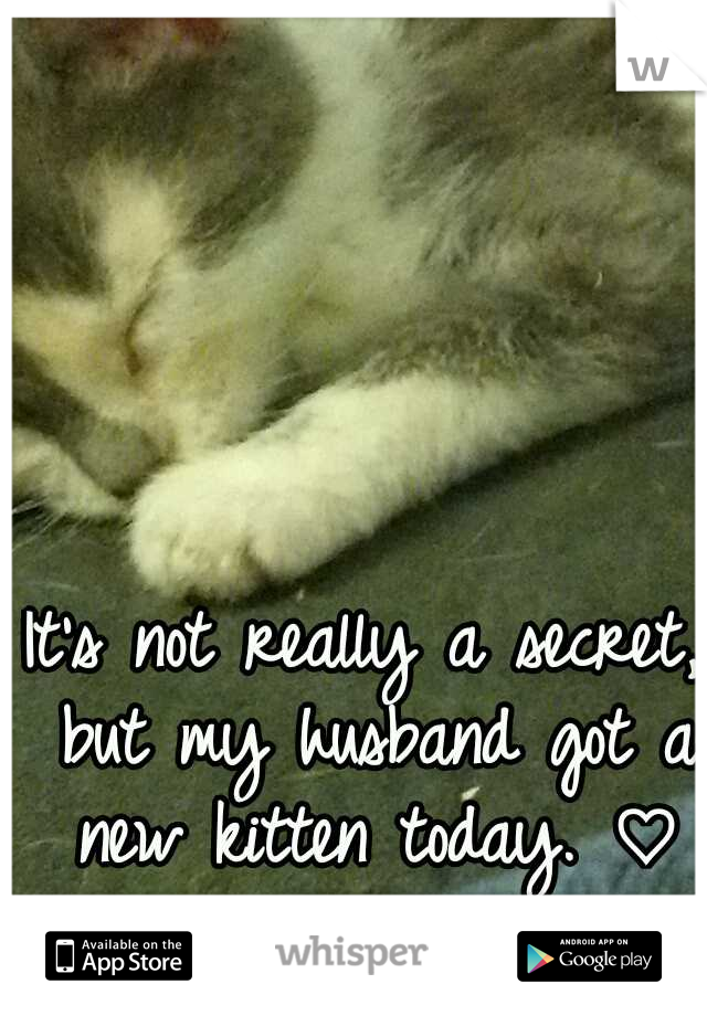It's not really a secret, but my husband got a new kitten today. ♡